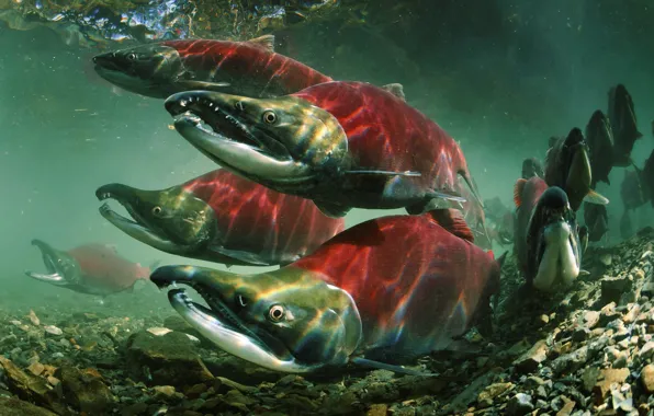 Рыбы, Oncorhynchus nerka, Лососевые, Sockeye (Red) Salmon, Не́рка
