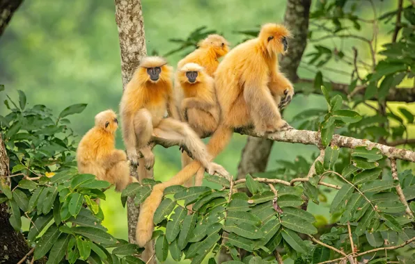 Bhutan, Mammals, Golden Langur
