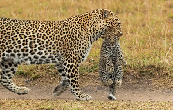 Картинка леопард, Африка, детёныш, котёнок, дикая кошка, транспортировка