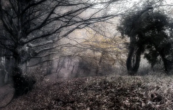 Картинка природа, туман, мрак