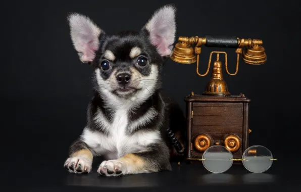 Собака, очки, щенок, телефон