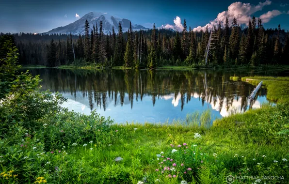 Лес, лето, цветы, озеро, гора, Вашингтон, США, штат