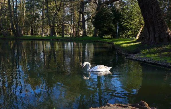 Swan, bird, park, lake