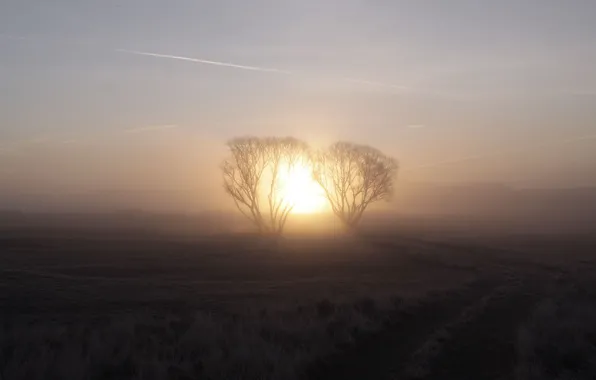 Солнце, туман, восход, дерево