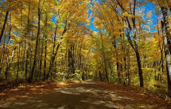 Дорога, осень, деревья, Канада, Онтарио, Canada, Ontario, Algonquin Provincial Park