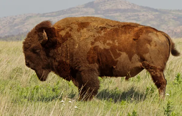 Картинка animals, nature, wildlife, bison, buffalo-Bull-