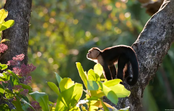 Деревья, обезьяна, MonkeyCostaRica