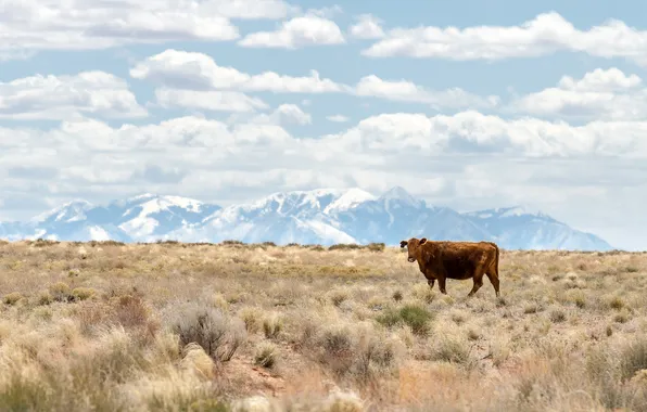 Горы, корова, USA, США, штат Юта, Utah