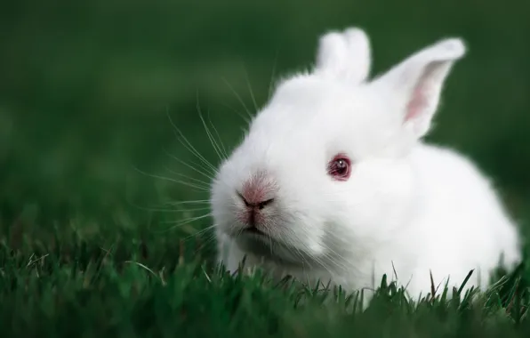 Картинка кролик, крольчонок, белый кролик