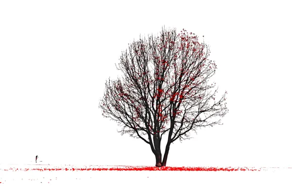 Дерево, силуэт, листья красные