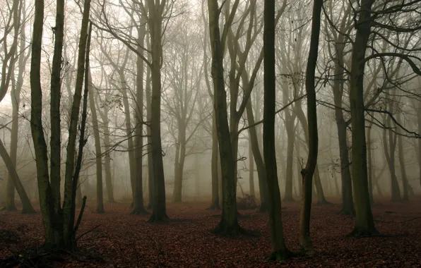 Картинка лес, природа, туман