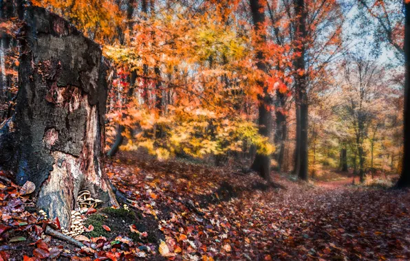 Картинка осень, лес, пень