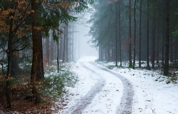 Зима, дорога, лес, снег, деревья, туман