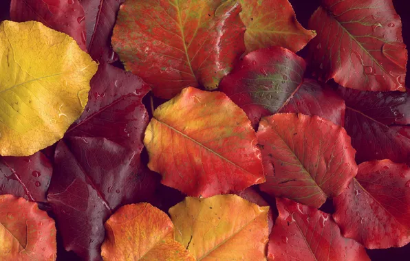 Осень, листья, капли, макро, фото, обои, осенние обои