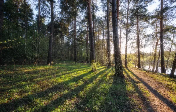 Green, forest, trees, sunset
