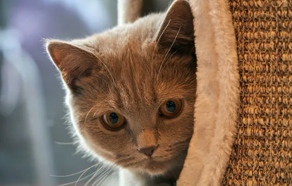 Кошка, взгляд, морда, котенок, портрет, домик, британский, выглядывает