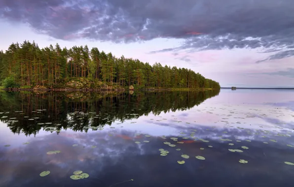 Лес, деревья, озеро, остров, Швеция, Sweden, Närke, Lake Teen