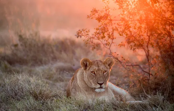 Картинка закат, львица, дикая природа