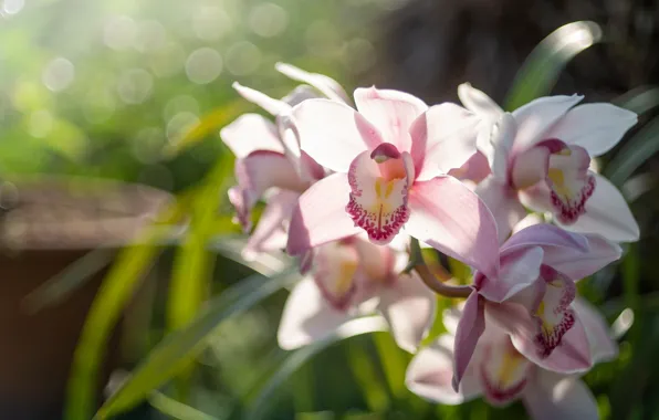 Макро, экзотика, орхидея