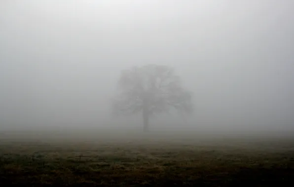 Картинка поле, туман, дерево