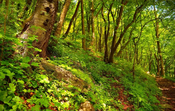 Весна, Деревья, Лес, Тропа, Spring, Forest, Trees