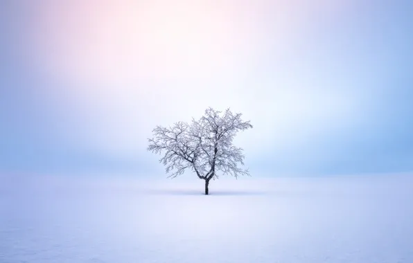 Картинка Winter, snow, tree