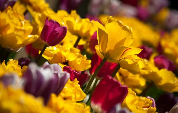 Картинка макро, цветы, фото, желтые, тюльпаны, бардовые