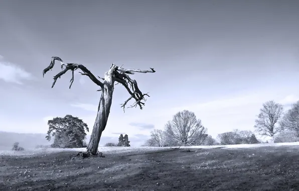 Поле, деревья, природа