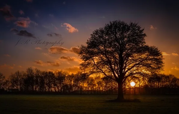 Картинка солнце, деревья, закат, дерево