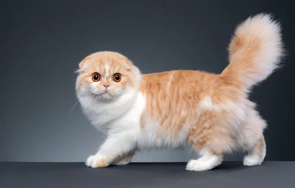 Кошка, кот, взгляд, поза, котенок, рыжий, серый фон, мордашка