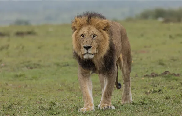 Картинка трава, взгляд, морда, поляна, лев, стоит