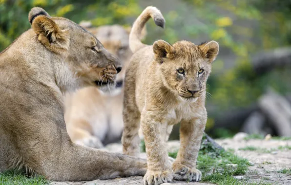 Кошка, детёныш, котёнок, львица, львёнок, ©Tambako The Jaguar