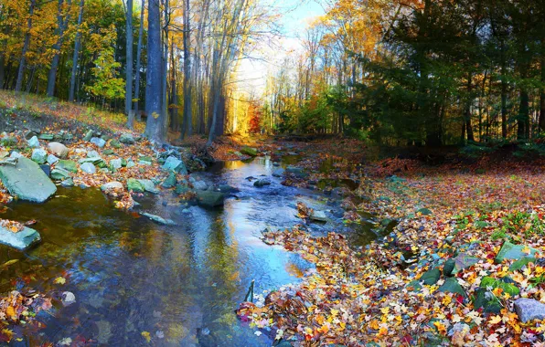 Картинка осень, лес, деревья, река, камни, листва, разноцветная