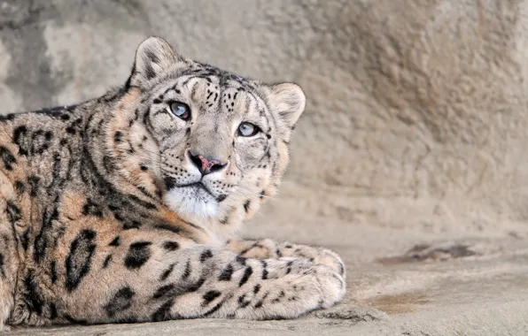 Кошка, большая, snow leopard, снежный леопард
