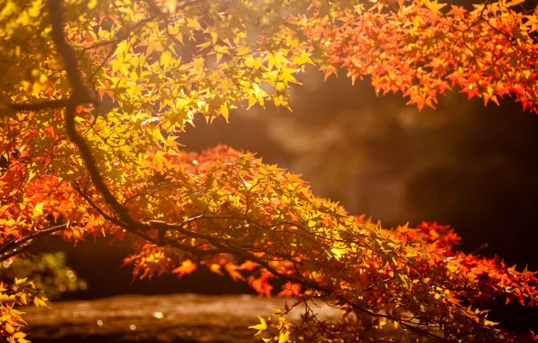 Картинка осень, листья, солнце, блики, фон, дерево, ветвь