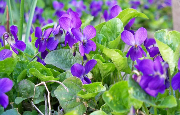 Картинка фиолетовый, листья, цветы, весна, цветочки, аромат, фиалки, лесные