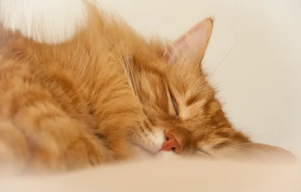 Кот, отдых, сон, рыжий