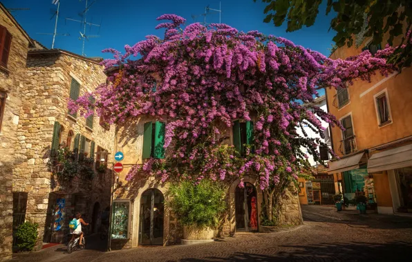 Дерево, дома, Италия, Italy, цветущее, улочка, Ломбардия, Lombardy