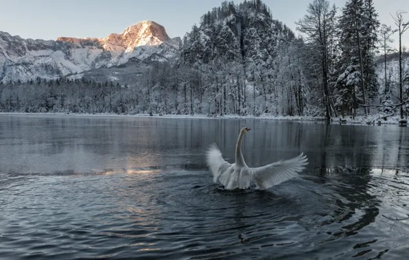 Зима, иней, лес, белый, снег, деревья, горы, природа