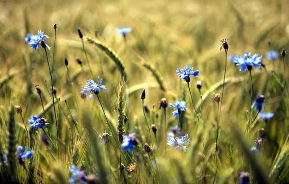 Картинка поле, лето, цветы