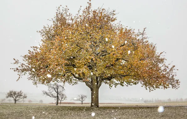 Картинка поле, осень, снег, дерево