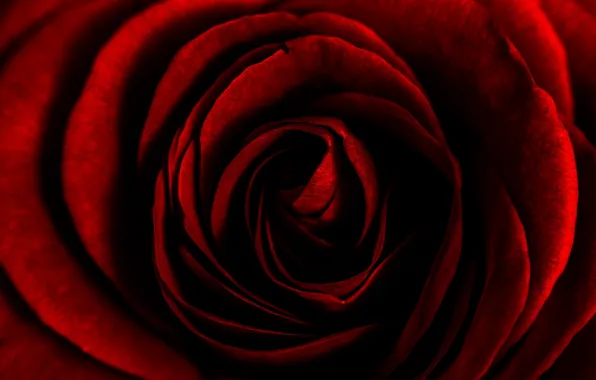 Картинка red, rose, petals