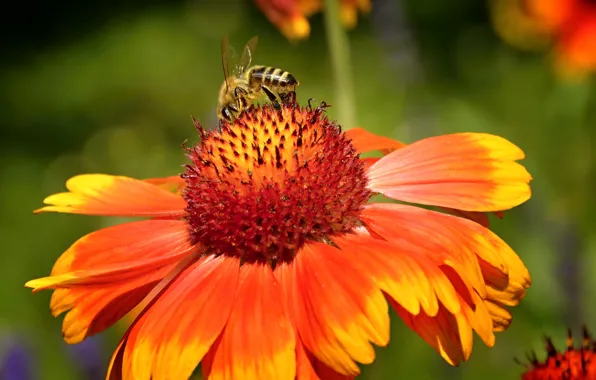 Картинка Макро, Цветок, Macro, Wasp, Оса, Orange flower