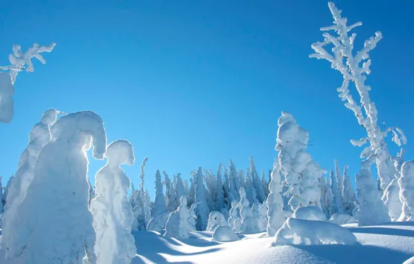 Картинка зима, деревья, в снегу