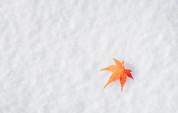 Зима, осень, листья, снег, клен, winter, background, autumn