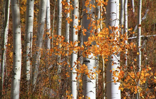 Осень, лес, листья, Колорадо, США, осина, Аспен