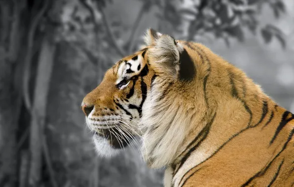 Картинка природа, зверь, Amur Tiger