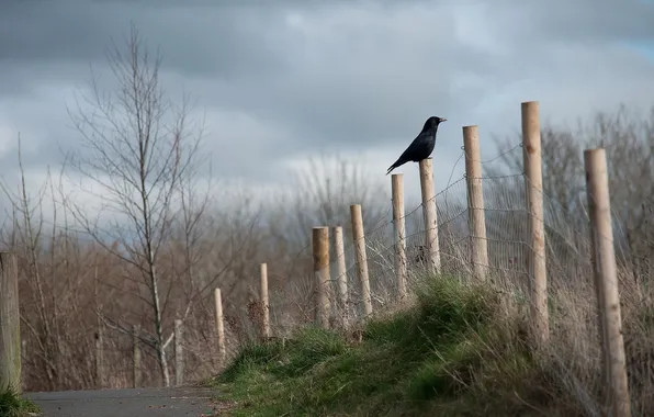 Картинка дорога, птица, забор