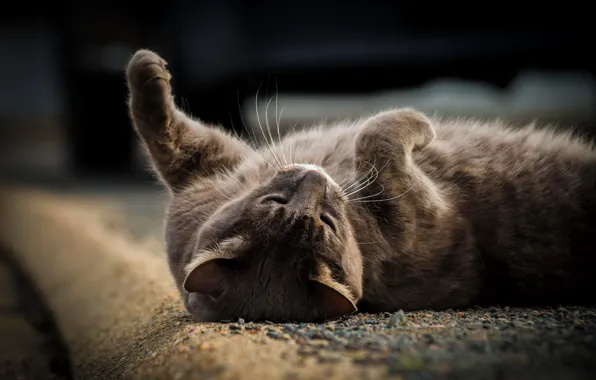 Картинка кошка, кот, серый, отдых