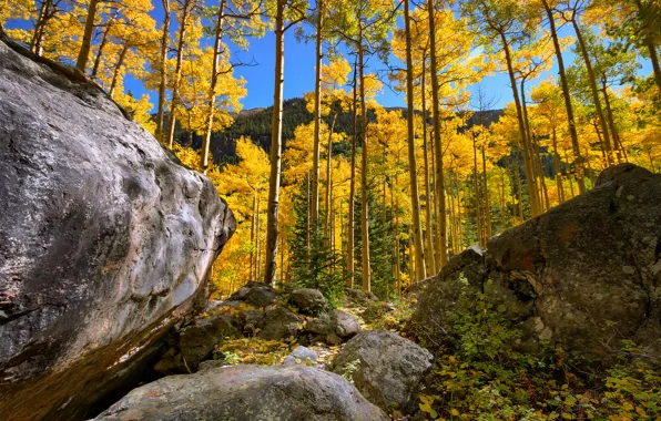 Картинка осень, лес, небо, деревья, горы, камни, скалы, роща